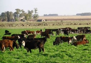 Jornada de actualización sobre pasturas y verdeos