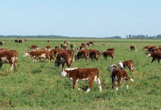 El aumento de cabezas de terneros en La Pampa, el más alto del país