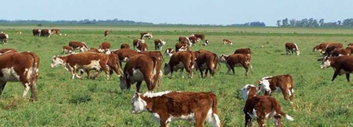 El aumento de cabezas de terneros en La Pampa, el más alto del país