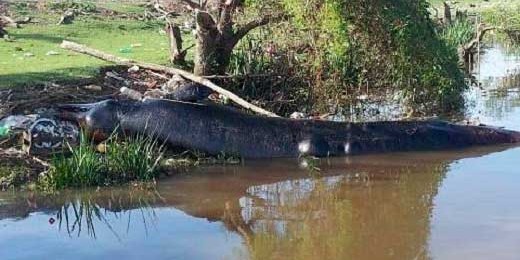 Encuentran ballena muerta en costas del Río de La Plata