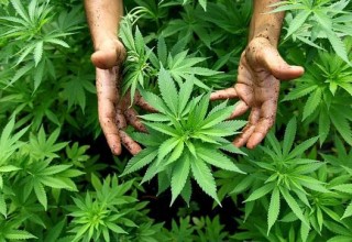 La policía encontró una plantación de Marihuana en Darregueira