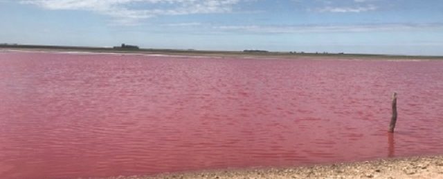 Preocupación por extraña coloración en laguna de Darregueira