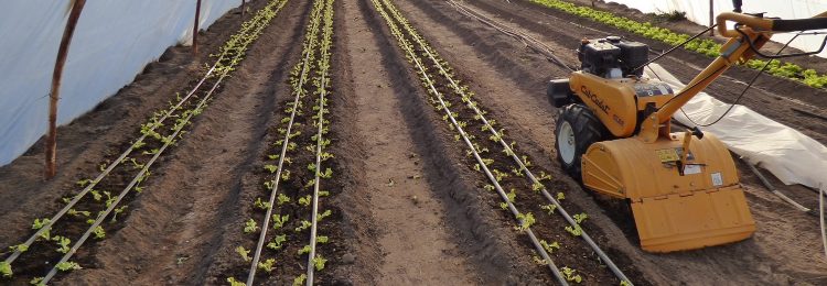 Prueba piloto con producción de alcaparras en Conhello