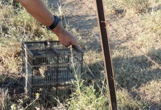 Guatraché: Operativo contra la tenencia y comercialización de fauna prohibida