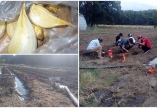 Productores hortícolas del área de influencia de la Agencia INTA Guatraché realizan prueba de cultivo de ajo