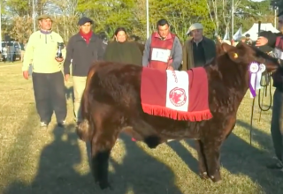 Guatraché:  Premios para la Cabaña Doña Angélica en Expo Otoño de Shorthorn en Tandil