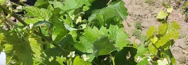 Heladas tardías: no afectaron a viñedos de Casa de Piedra