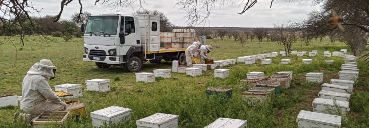 La Pampa es la tercera productora de miel orgánica del país y exportó 7.000 toneladas