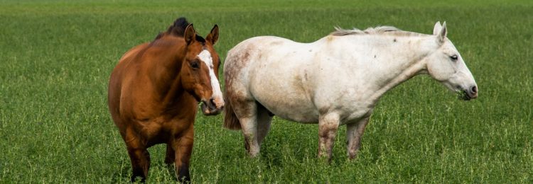 Encefalomielitis equina: investigación de caso sospechoso