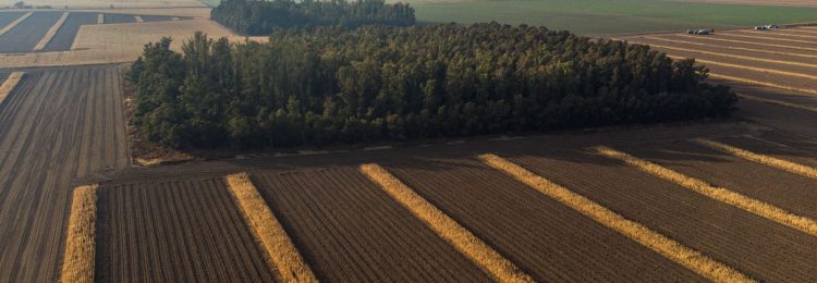 Continúan vigentes los programas de forestación para toda la Provincia