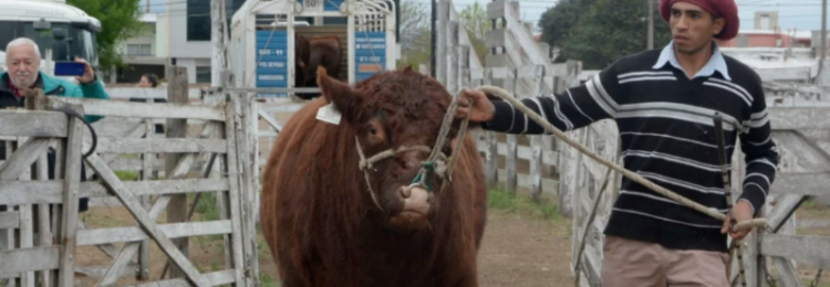 Guatraché: Ciclón, el primero de la 98º Expo Rural