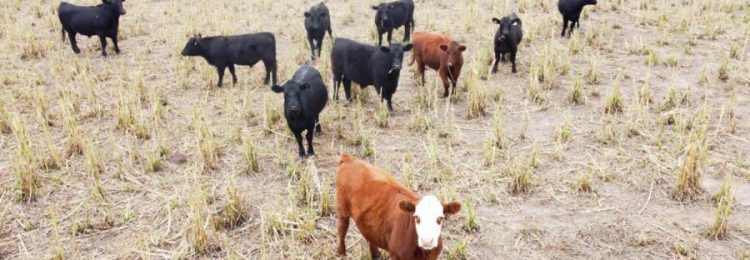 Alertan por un nuevo caso de Carbunclo en La Pampa