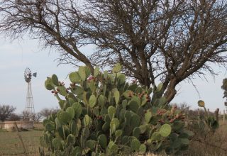 Se presenta en Guatraché el Proyecto “Paseo de Las Tunas”