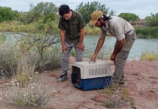 Liberaron un lagarto colorado en la Reserva Pichi Mahuida