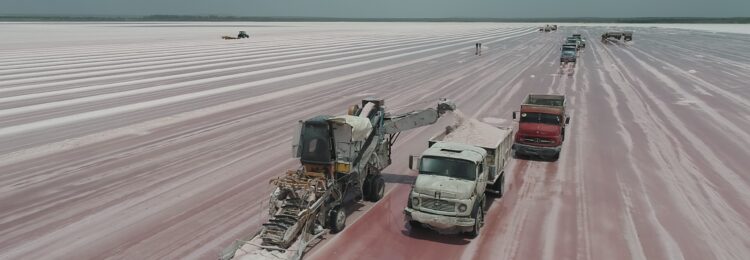 Se inició la cosecha en ocho salinas pampeanas