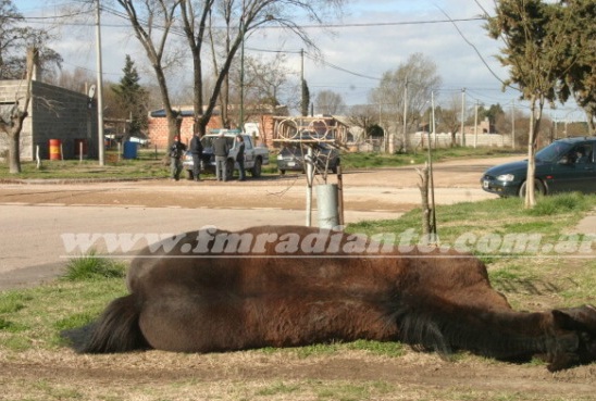 Accidente Puan - Camioneta choco caballo y su jinete