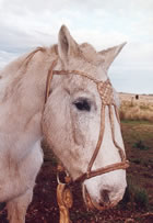 El Zorro II